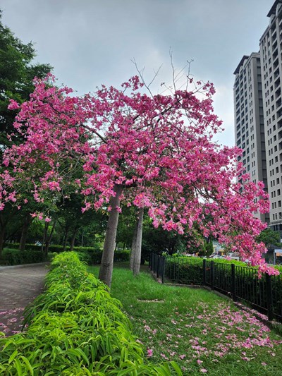 01-秋日限定！臺中美人樹粉紅花海沿街綻放 ，邀市民走出戶外賞浪漫風景_0