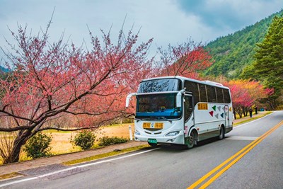 「Taichung go套票×武陵花季交通聯票」包含48小時公車套票(市公車865路保留席)、梨山-武陵