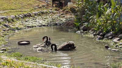 龍年新春大吉 喜獲龍「鵝」！ 中市秋紅谷新生黑天鵝寶寶