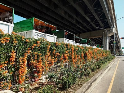 中西東南區清潔隊環保友善停車場炮仗花怒放形成火紅花牆，喜氣洋洋迎接龍年到來