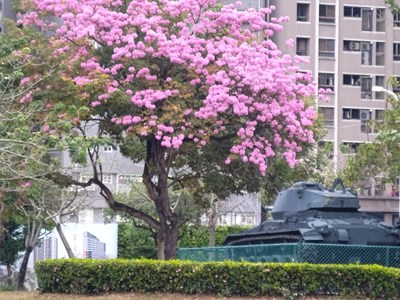 北屯區823公園洋紅風鈴木盛開