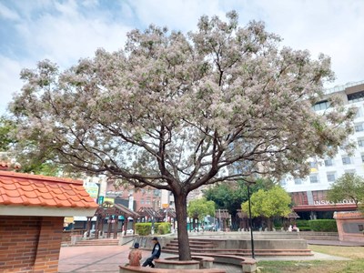 張廖家廟公園的苦楝樹盛開粉紫色花蕊，歡迎民眾前往捕捉美景