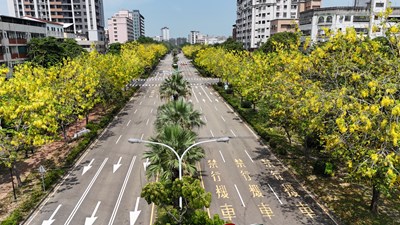 「金黃色嘉年華」來了！台中市區阿勃勒盛開美炸！_0