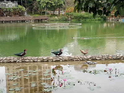 愛牠就不要亂放養！豐樂雕塑公園進行生態減量