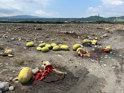 1130628-西瓜水傷及裂果