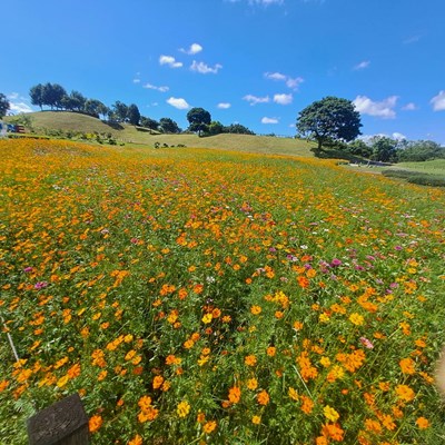 01-暑期賞花新熱點！中市后里環保公園黃波斯花季盛開中