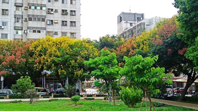 01-紅黃綠交織的自然饗宴！中市邀市民共賞台灣欒樹秋季限定美景