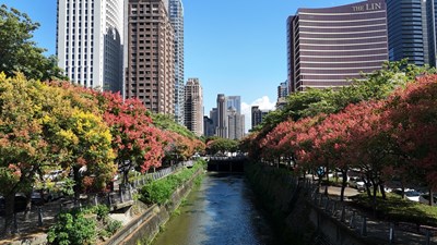 01-置頂-台灣欒樹金秋盛放！中市再現絕美紅黃綠交織奇景 限時賞景不容錯過_0