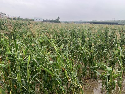 硬質密米倒伏及浸水