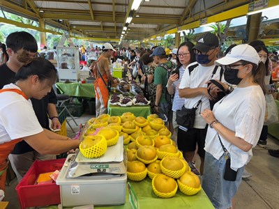 本市甘露梨口感佳、甘甜且可口,深受消費者喜愛
