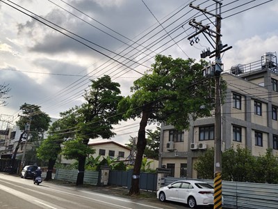 01-黑板樹病株、浮根掀磚藏危機！中市建設局10日啟動石岡豐勢路樹換植工程_0