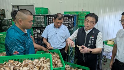 農業局張敬昌局長檢視強固型立體水簾溫室香菇培育情形