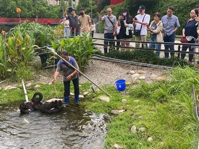01-揭密黑天鵝長居秋紅谷原因!中市邀您中秋節「賞鵝踏青」!