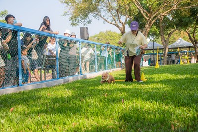 飼主和寵物一起跨越一道道障礙奔向終點