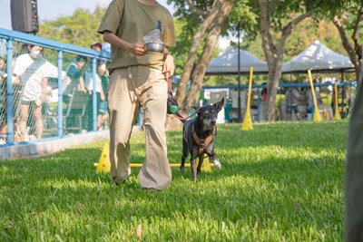 狗狗靈活和飼主攜手挑戰障礙賽