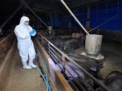 養豬場疑似非洲豬瘟  中市府：啟動四大防疫措施 全力配合農業部防疫