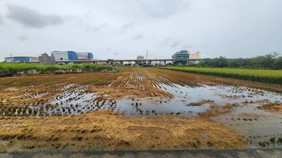 梧棲區1期作稻草剪段