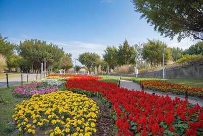 01-2026新年走春好去處！台中道路、公園繽紛蒔花妝點城市景觀_0