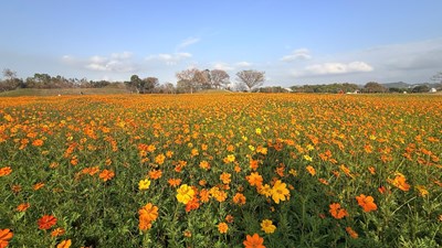 后里花田綠廊冬日花海開跑！中市環保公園黃波斯、向日葵1、2月接力綻放　神秘嬌客「黑天鵝」即將現身