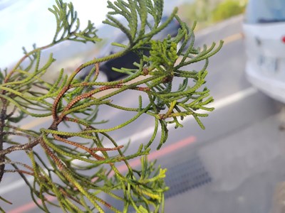 圖一、持續監測東勢區慶東里監測點龍柏枝條病害情形