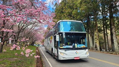 武陵櫻花季2月13日開始，民眾可利用865路公車前往梨山再轉乘賞櫻專車前往