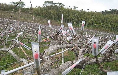 高接梨穗套袋防寒