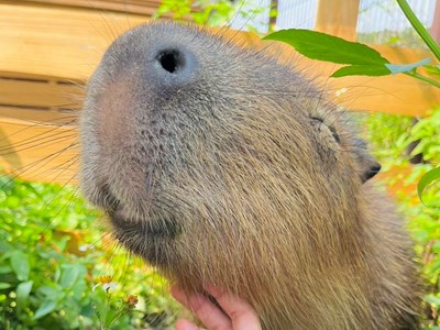 馬場內的卡皮巴拉（水豚）很受小朋友歡迎