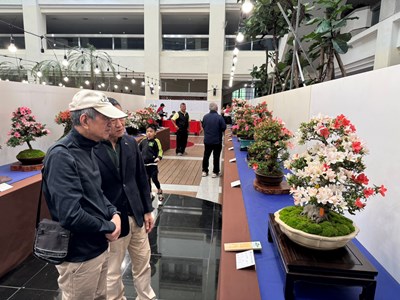 「2026臺中皐月杜鵑花季展」展出專業花農細心栽培的皐月杜鵑