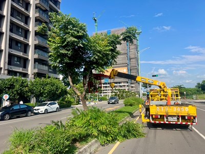 清水區槺榔里四維路二段路樹修剪