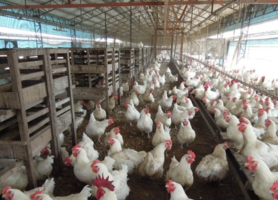 禽流感保險上路 中市加碼補助50%自付保費