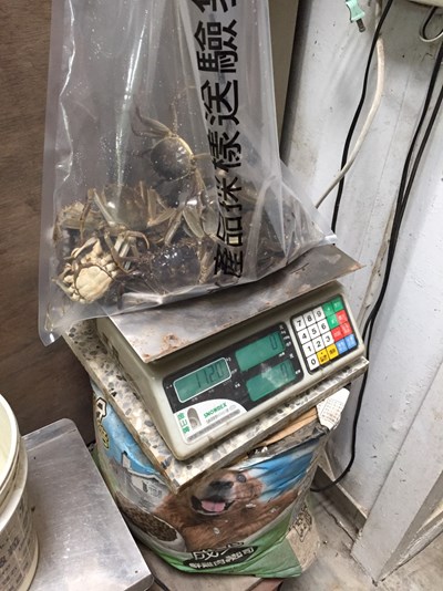 為食安把關    中市府抽檢大閘蟹養殖場  