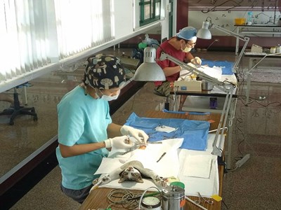 落實犬貓源頭管理   10、11月犬貓絕育3合1活動開放報名