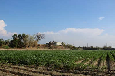 二期轉作非基改大豆    中市農業局今年續辦分級收購