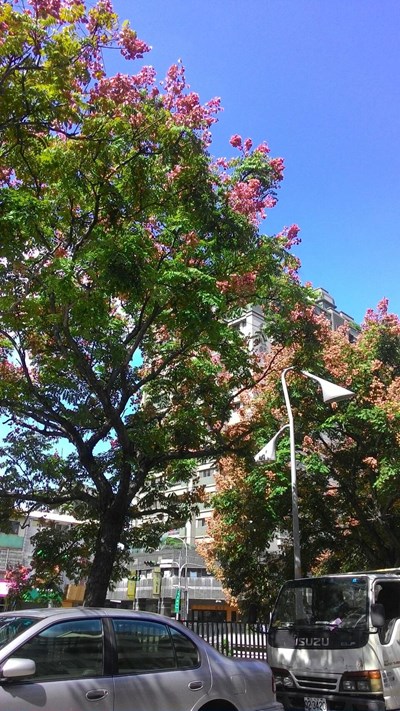 追花賞樹 中市府公布首波全市10處賞樹景點