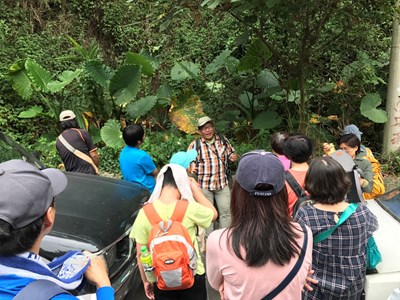 大坑健行認識外來植物 中市府農業局籲隨手防除 護本土植物