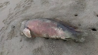 中市府將邀專家強化野生動物保育   改善棲地環境