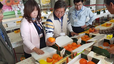 中市優質甜柿評鑑結果出爐 和平區張賓松榮獲第一