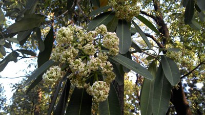 黑板樹花棉絮飄散刺鼻   市府剪枝逐步改善