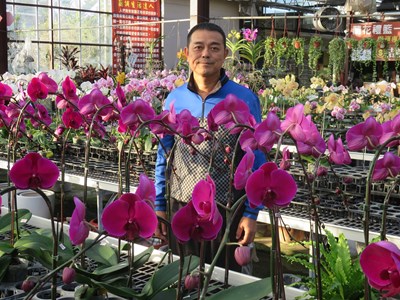 汽車銷售員改行種花  台中花農林將凱培育近10萬棵蝴蝶蘭