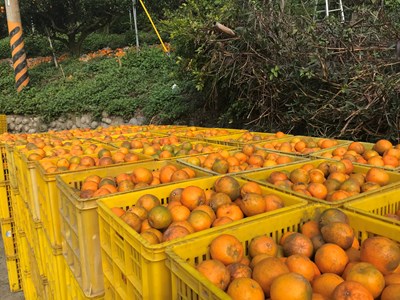 降低農損    農業局將收購3,500噸椪柑次級品
