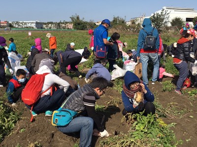 馬鈴薯產業文化活動后里登場 推廣優質在地農產