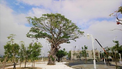 中市水湳中央公園萬株原生樹種 8月試營運