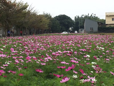 神岡社南里花海節  綠肥作物綻放形成五彩繽紛花田