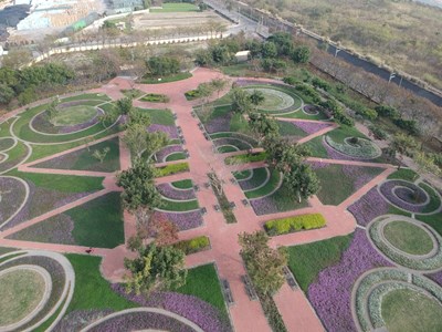 春節走春賞花  后里環保公園棒棒糖花海綻放遊客驚艷