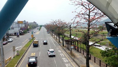 東勢台8線木棉樹