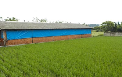 首次使用沼液沼渣澆灌水稻田(鄭記牧場)