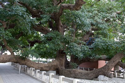 建商停建千年老茄冬樹旁大樓 胡市長承諾將設法彌補建商損失以達雙贏