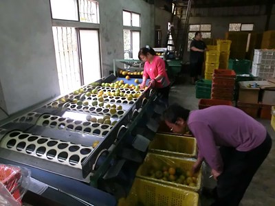 農業局輔導農會收購椪柑次級品    穩定市場價格保障農民收益