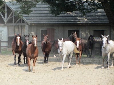 后里馬場馬匹飼料供應正常 馬匹健康無虞