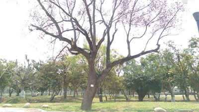 太平區坪林公園樹木枯死  市府調查原因並補植